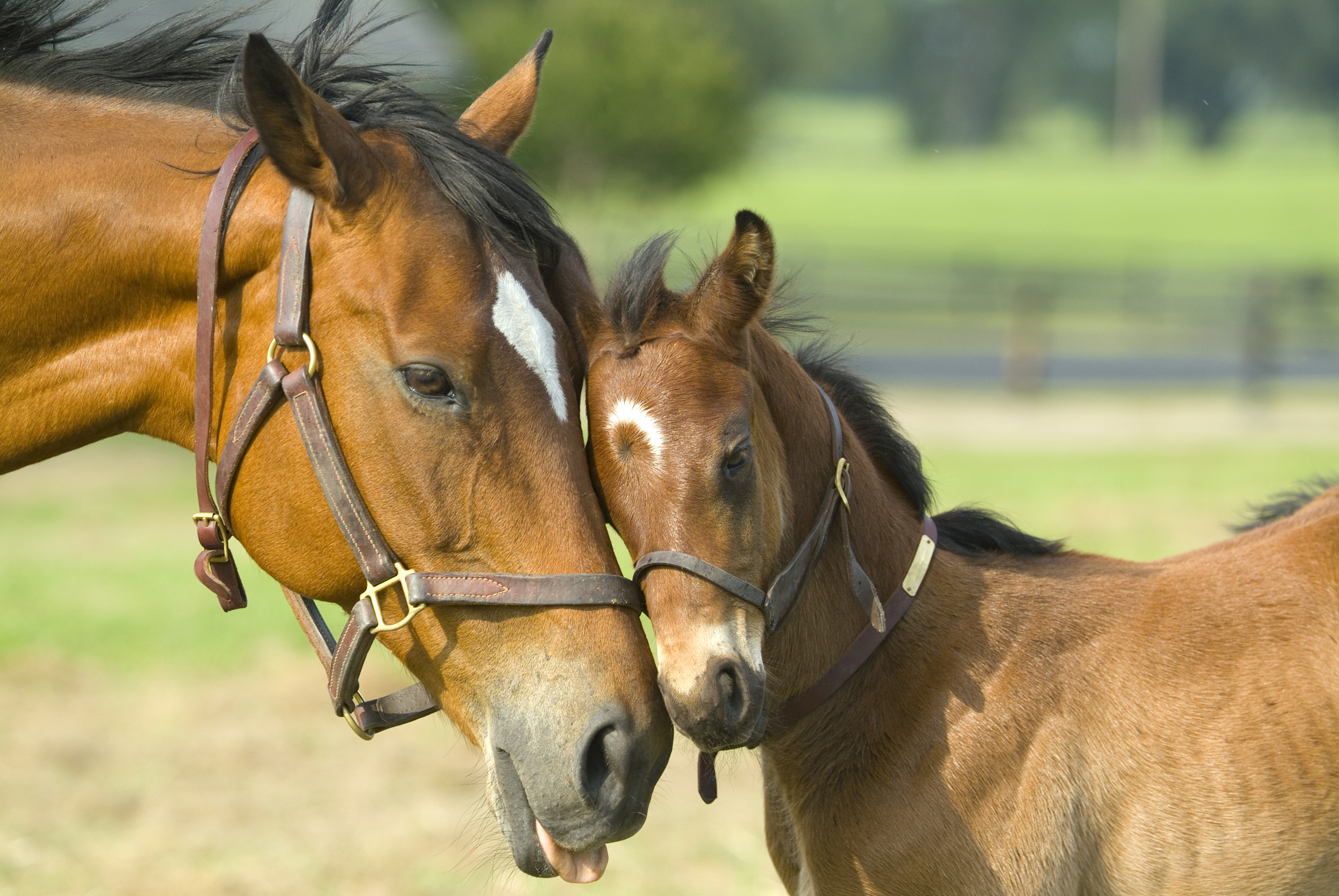 mare and foal University of Kentucky Gluck Equine Research Center