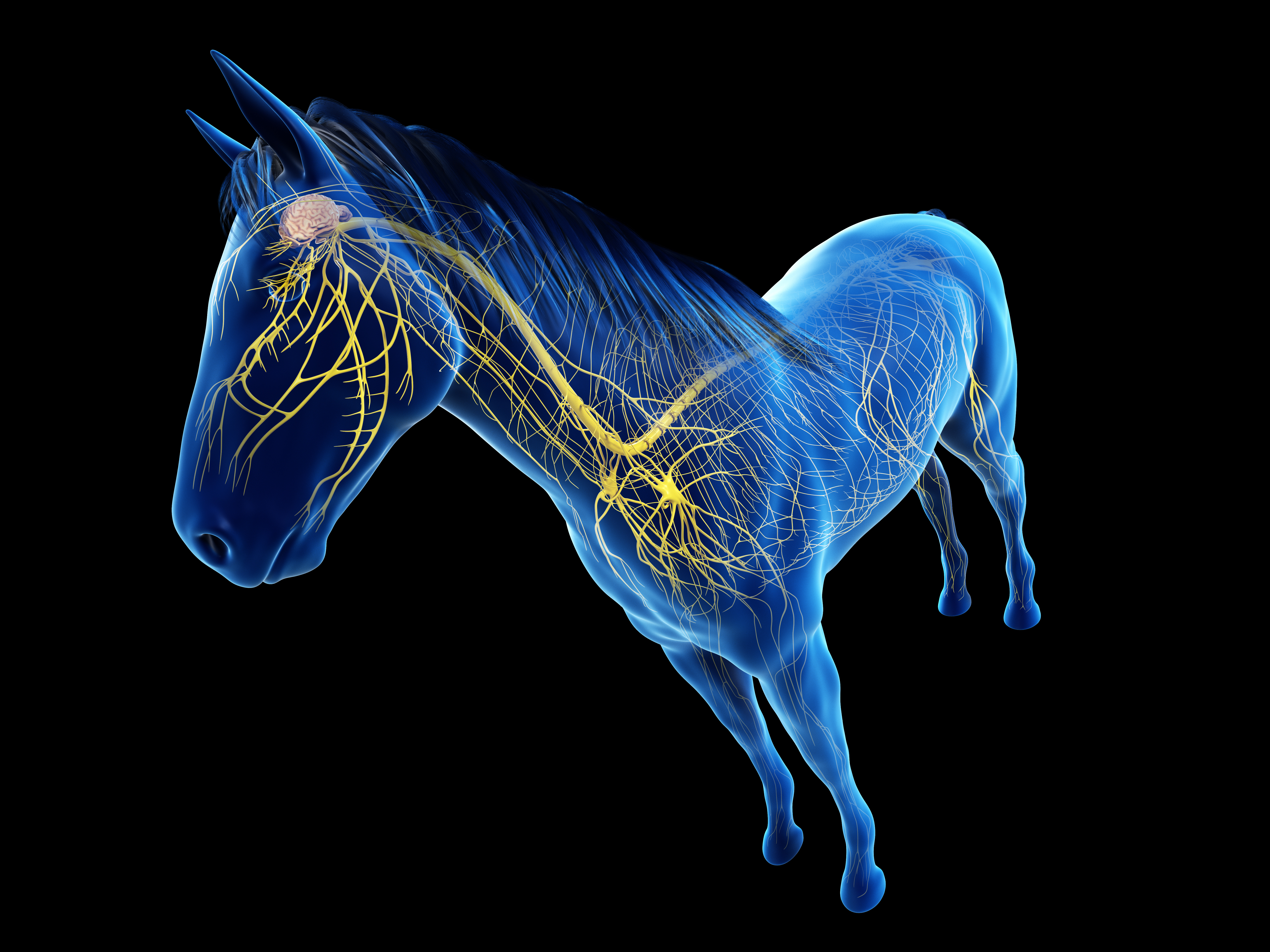 3d rendered anatomy of the equine anatomy - the nervous system