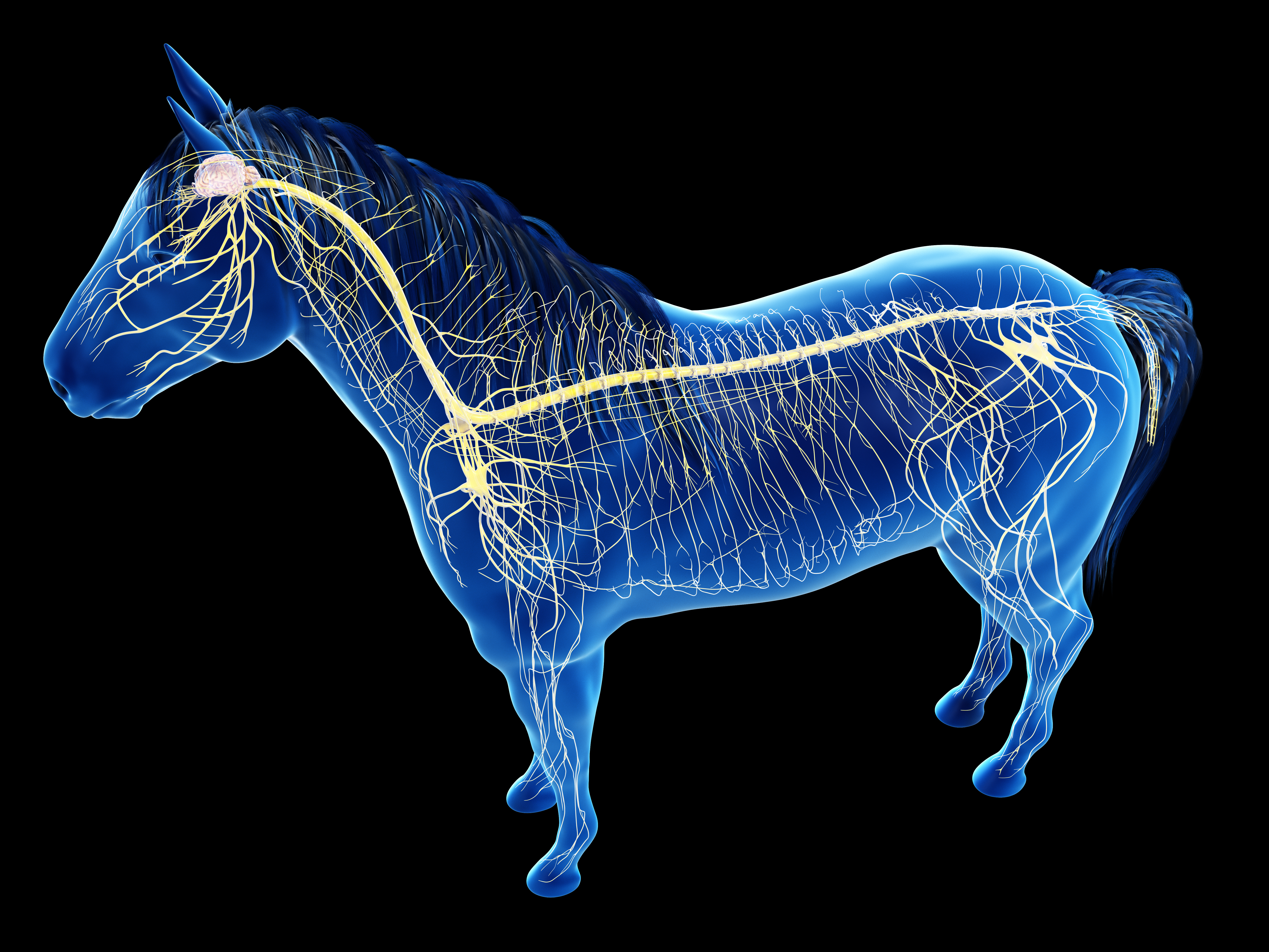 3d rendered anatomy of the equine anatomy - the nervous system