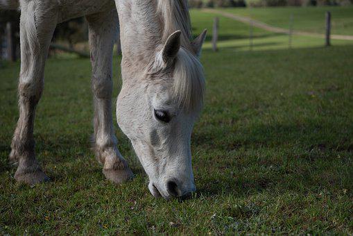 Horse grazing 07-07-22