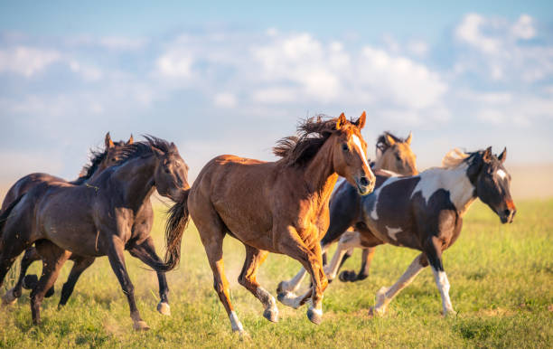 horse photo 081822