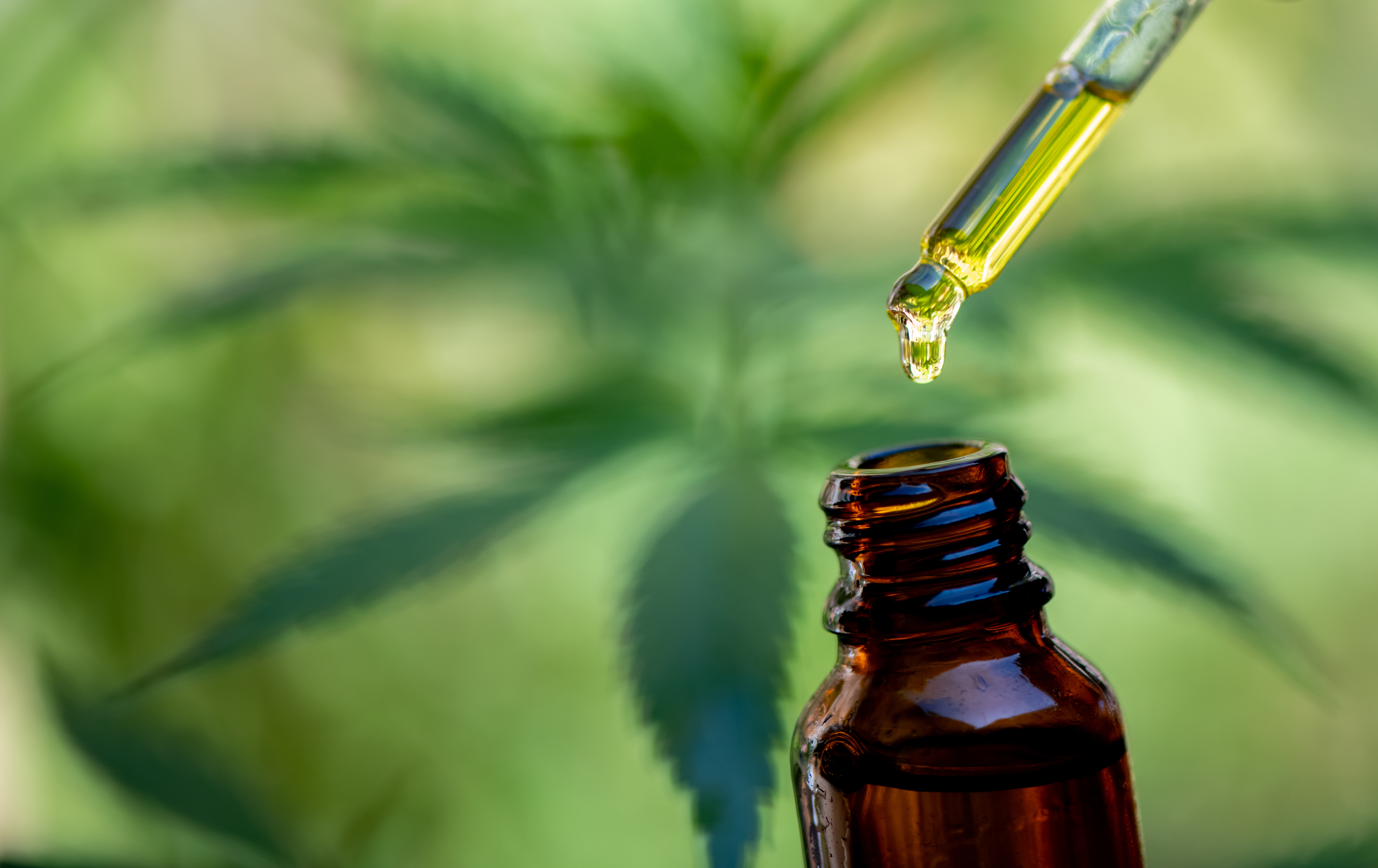 photo of CBD oil The effects of Cannabidiol on Senior Equine Health Gluck Equine Research Center University of Kentucky