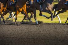 Running Horses