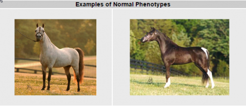 Dwarfism Mutations in the Miniature Horse