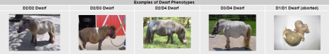 Dwarfism Mutations in the Miniature Horse