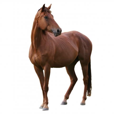 Isolated photo of thoroughbred horse University of Kentucky Gluck Equine research Center
